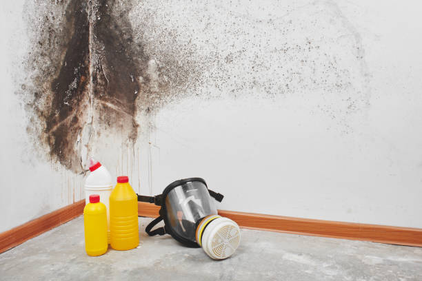 Best Mold Testing  in Conrad, MT