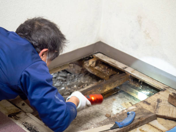Best Attic Mold Removal  in Conrad, MT