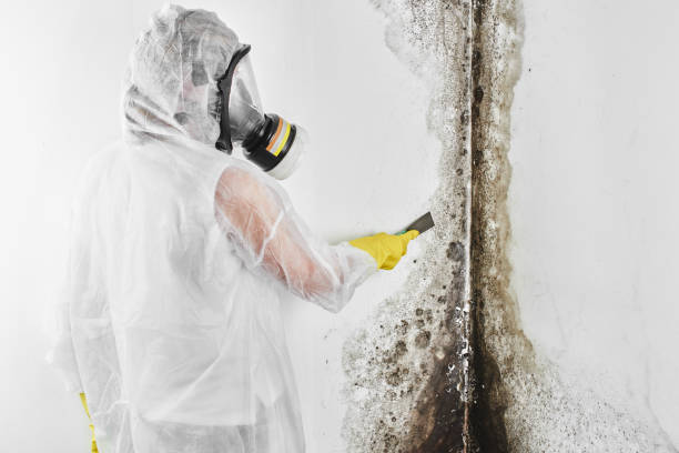 Crawl Space Mold Removal in Conrad, MT
