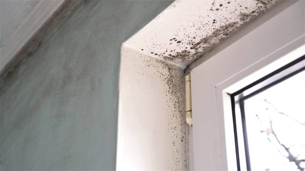 Best Commercial Mold Removal  in Conrad, MT