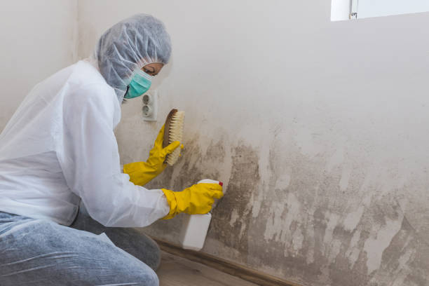 Best Toxic Mold Removal  in Conrad, MT