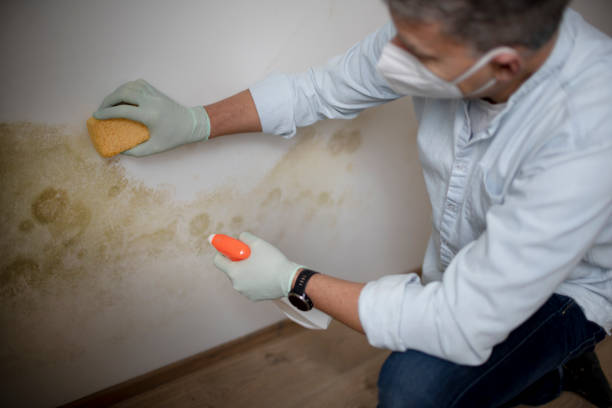 Best Mold Testing  in Conrad, MT