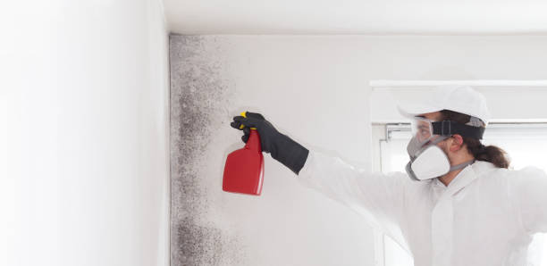 Best Home Mold Removal  in Conrad, MT