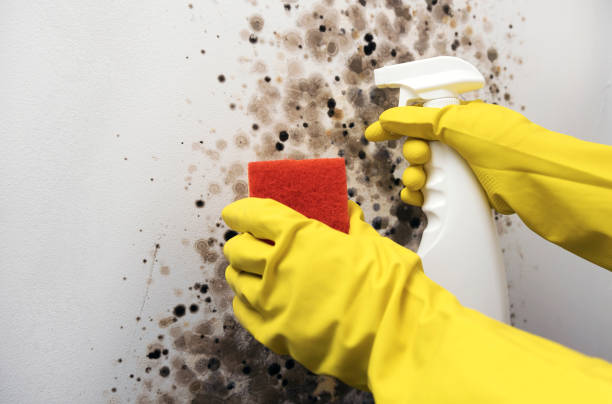 Best Mold Cleaning Services  in Conrad, MT